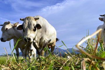 eccellenze frollatura - fassona piemontese